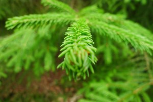 1024px-Fir_tree_(5815211566)