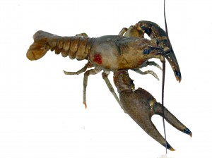 rusty_crayfish_10_low