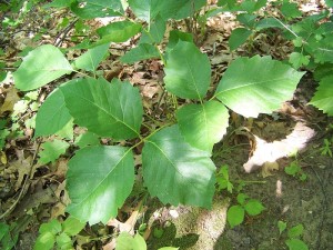 800px-Poison_Ivy_in_Perrot_State_Park