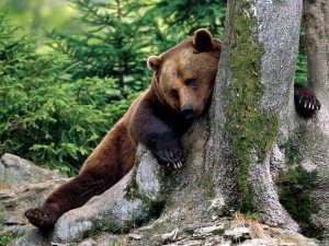 Rest_Stop_Brown_Bear-1600x1200