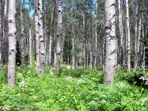 ldensmore_co-mt-sopris_quaking-aspen-grove-2