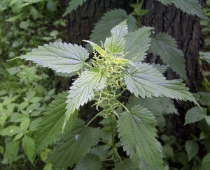 stinging nettle