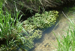 watercress-1