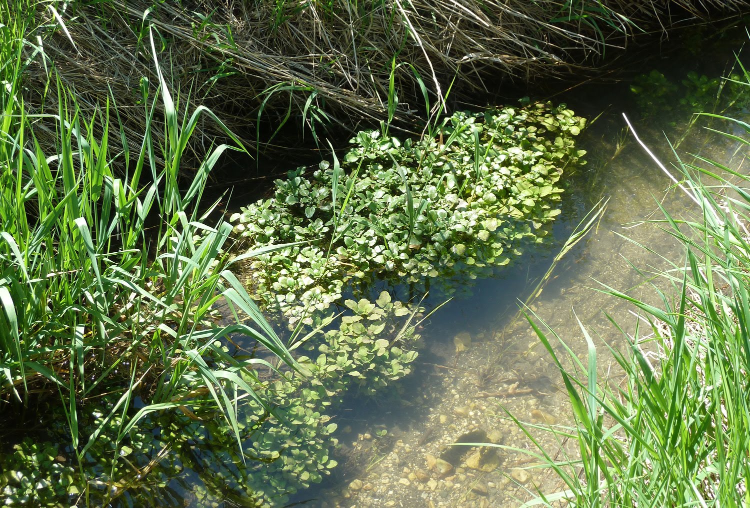 What Is The Spanish Name For Watercress