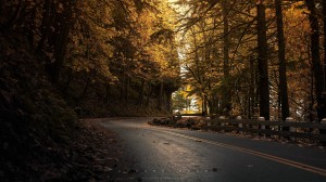 yellow-leaves-forest-road-HD