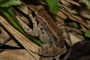 640px-Philippine_Swamp_Frog_(Limnonectes_leytensis)11