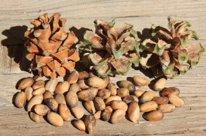 Pinyon_cones_with_pine_nuts