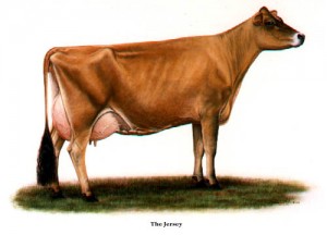 Jersey-Cow