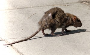 Street-rat