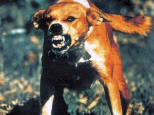 rabid-dog-640x480