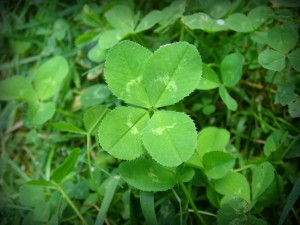 4-leaf_clover