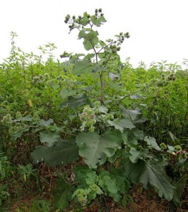 burdock