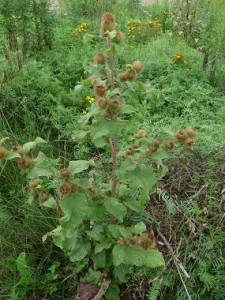 burdock-picture