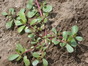 purslane_500_400