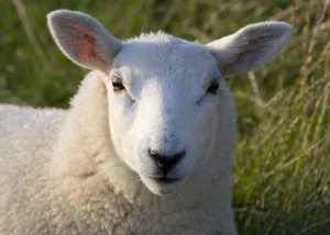 sheep_0