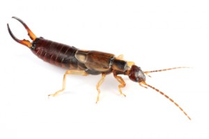 Isolated earwig