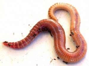 earthworm-wallpaper-3