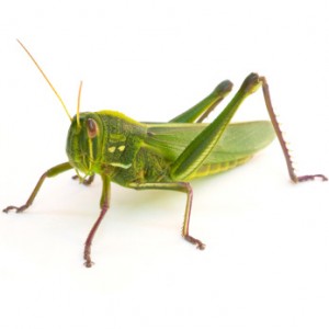 grasshopper_istock_000018058286xsmall