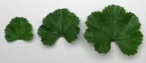 mallow_leaves