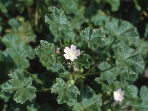 roundleafmallow-full