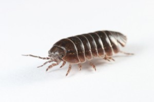 Woodlouse