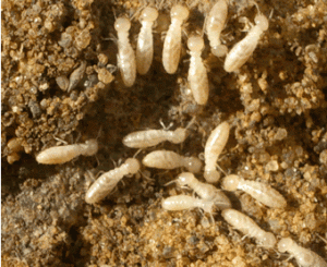 termite3