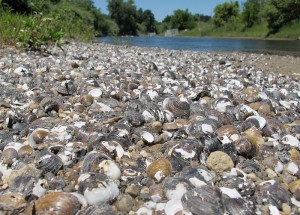 freshwater-clams