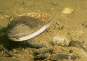 mussel-U_S_-Fish-Wildlife-Service