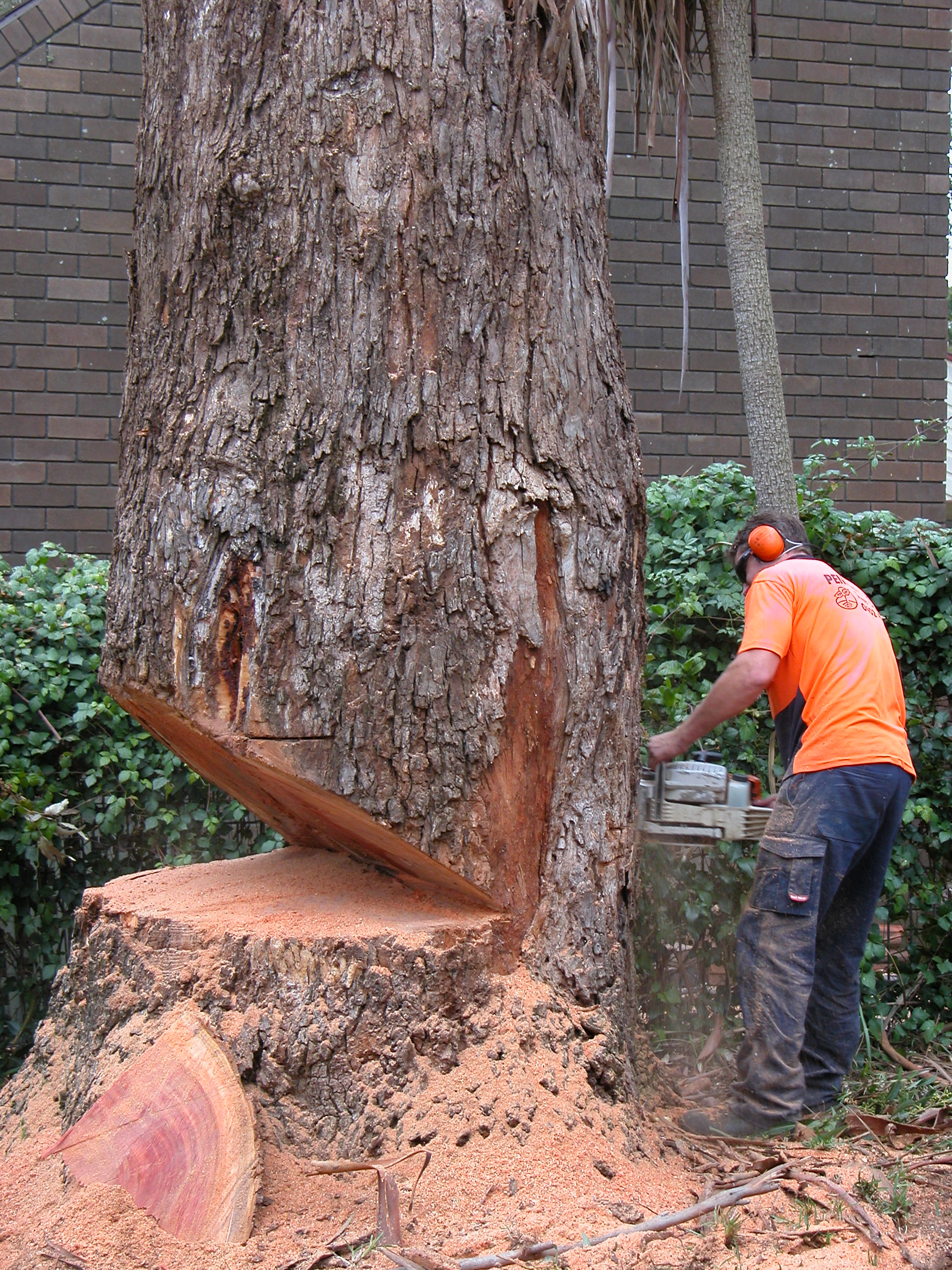 How To Cut Tree Down at Shawn Burgess blog