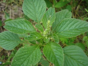 Amaranthus-viridis-caruru-