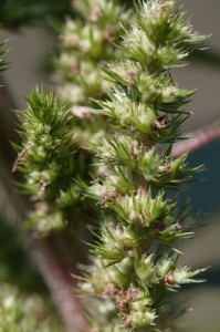 Amaranthus_hybridus_7776_500