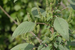 Amaranthus_hybridus_7778_500