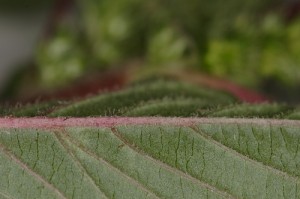 Amaranthus_hybridus_7780_500