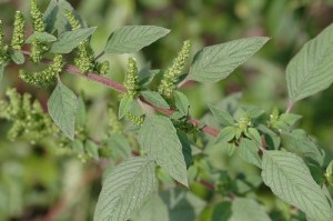 Amaranthus_hybridus_7782_500