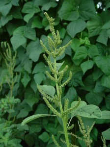 Amaranthus_hybridus_plant