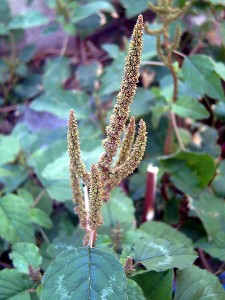 Amaranthus_viridis_Inflorescens_Closeup_TorreLaMata