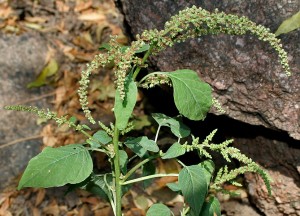 Amaranthus_viridis_W2_IMG_3850