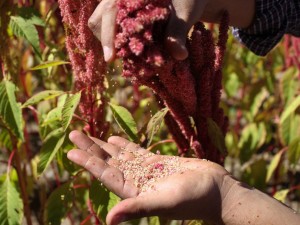 how-amaranth-could-fight-childhood-obesity-mexico-plant_70026_990x742
