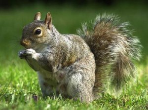 3418364200_005SquirrelDM_468x348_xlarge