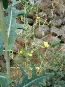 Lactuca_serriola