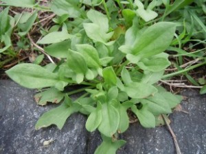 sheep sorrel