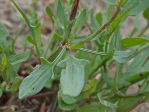 sheep-sorrel-rumex-acetosella-03