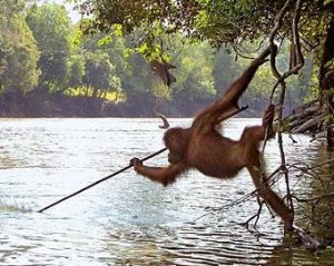orangutan_spear_fishing