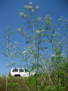 poison-hemlock-bluesky-FML