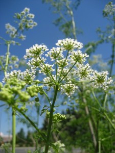 poison-hemlock-flowers-FML