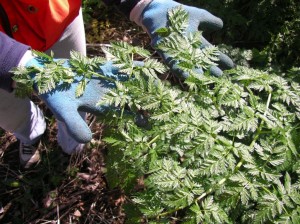 poison-hemlock-leaves-gloves-KCNW