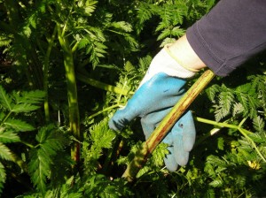 poison-hemlock-stem-glove-KCNW