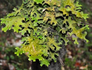 Cetraria_islandica_Iceland_Moss_