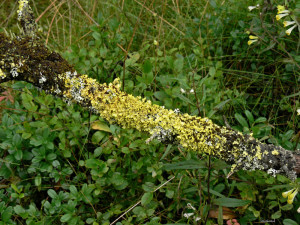 powdered sunshine lichen