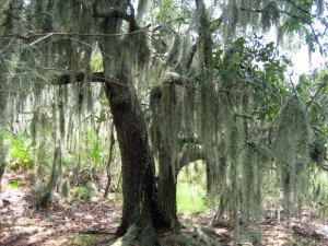 spanish moss